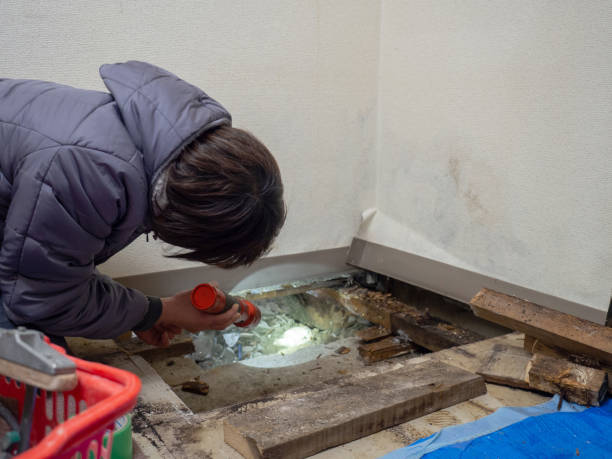 Best Black Mold Removal  in Umatilla, OR