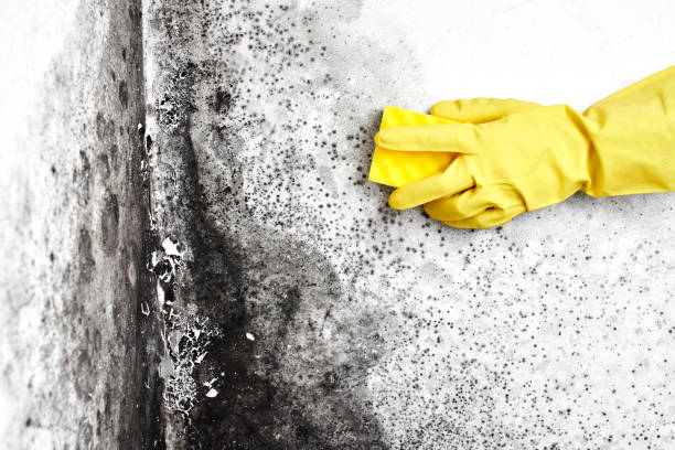 Best Biohazard Mold Removal  in Umatilla, OR