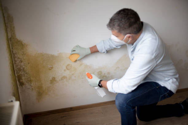 Best Mold Removal for HVAC Installations  in Umatilla, OR
