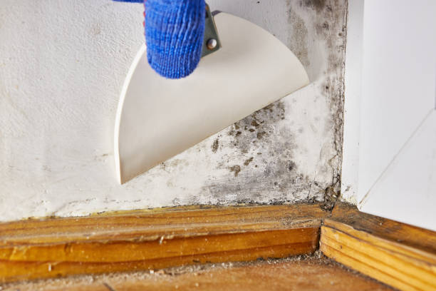 Best Mold Odor Removal Services  in Umatilla, OR